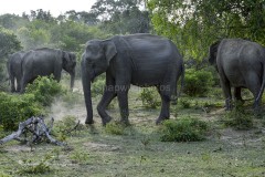 Elephants