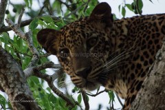 SRI LANKAN WILDLIFE