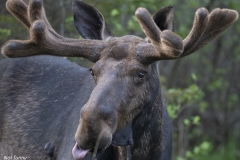 MOOSE