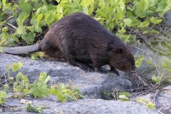 CANADIAN WILDLIFE