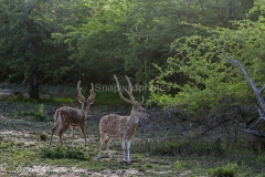 Other Sri Lankan Wildlife