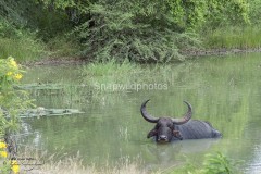 Wild Water Buffalo