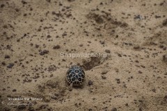 Star Tortoise