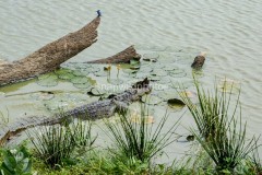 Marsh Crocodile