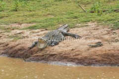 Marsh Crocodile