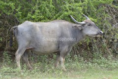 Wild Water Buffalo