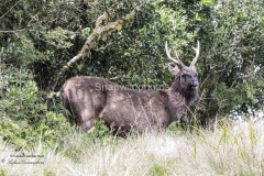 Sambar Deer