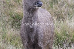 Sambar Deer