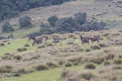 Sambar Deer