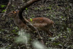 Barking Deer