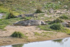 Marsh Crocodile