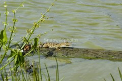 Marsh Crocodile