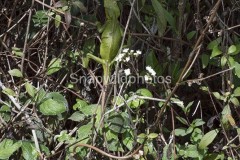 Black-lipped Lizard