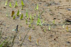 Lemon Emigrants and Lime Butterflies