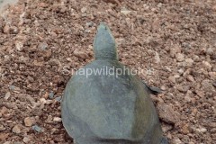 Flapshell Turtle