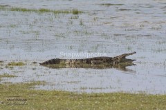 Marsh Crocodile