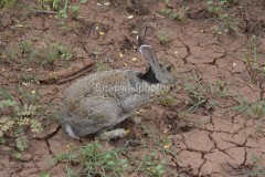 Black-naped Hare