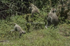 Grey Langurs