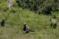 Grey Langurs