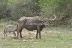 Wild Water Buffalo