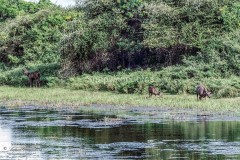 Sambar Deer