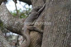 Land Monitor Lizard