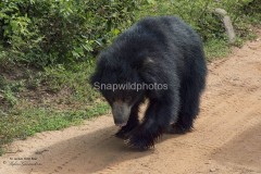 Sloth Bear