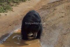 Sloth Bear