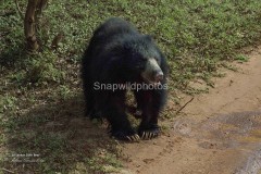 Sloth Bear