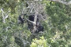 Sloth Bear