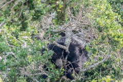 Sloth Bear