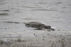 Marsh Crocodile