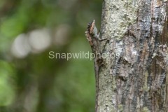 Painted-lipped lizard