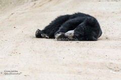 Sloth Bear; Yala National Park