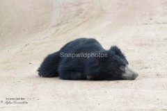 Sloth Bear; Yala National Park 