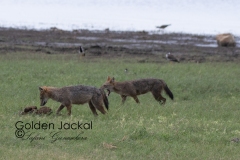 Golden Jackal