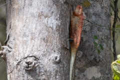 Oriental Garden Lizard