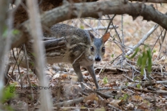 white-spotted chevrotain