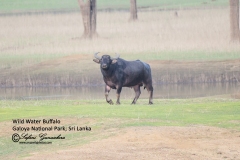 Wild Water Buffalo