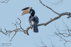 Sri Lankan Birds