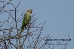 Alexandrine Parakeet