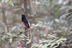 White-rumped Shama