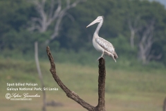 Spot-billed Pelican