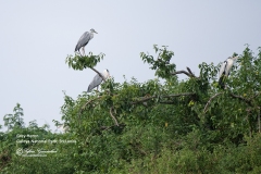 Grey Heron