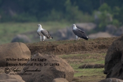 White-bellied Sea Eagle