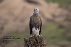 Grey-headed Fish Eagle