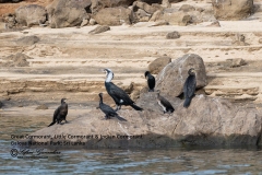 Cormorants