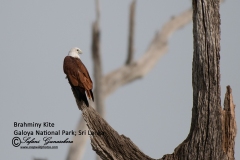 Brahminy Kite