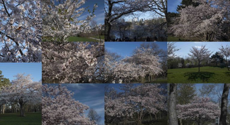 Cherry Blossoms in Toronto