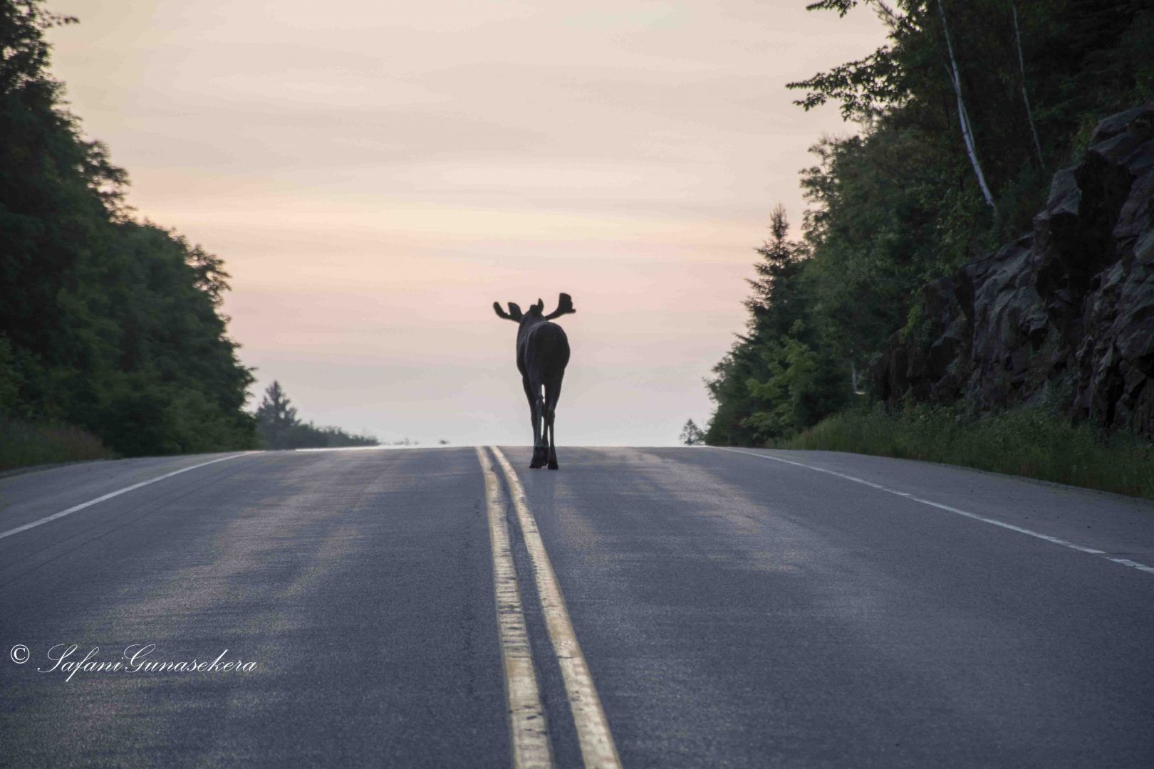 Moose patrol